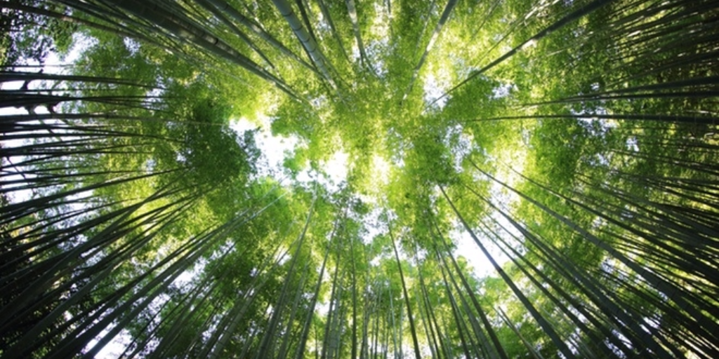 Image of sunlight shining through bamboo forest canopy