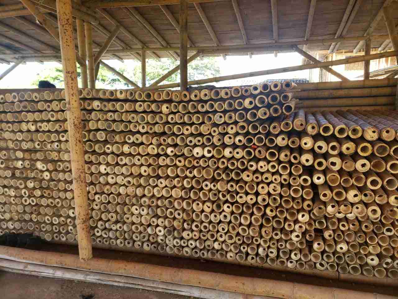 Guadua bamboo 