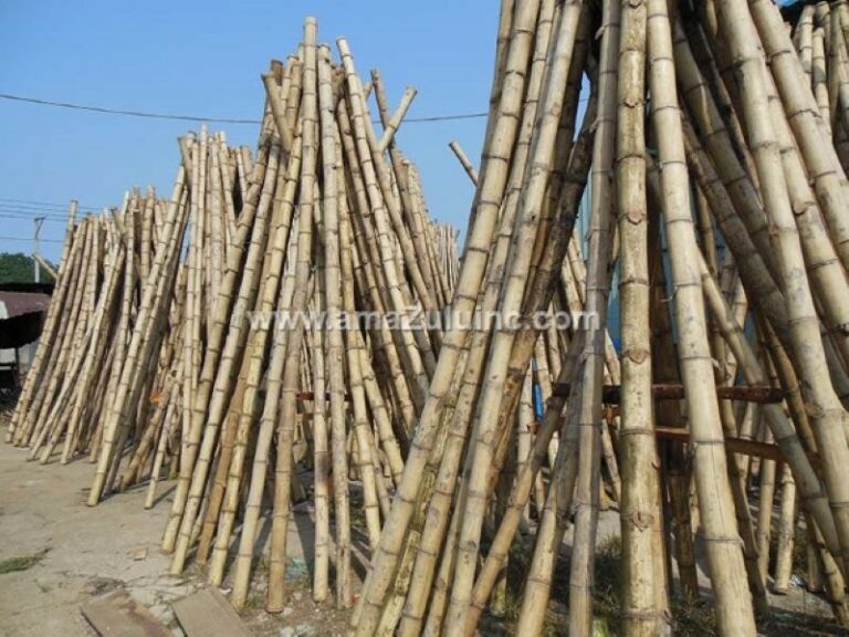 tre-gai bamboo