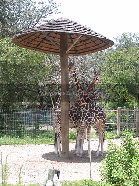 Giraffes in Thatch shade