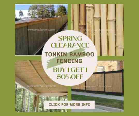 Spring Clearance Tonkin Bamboo