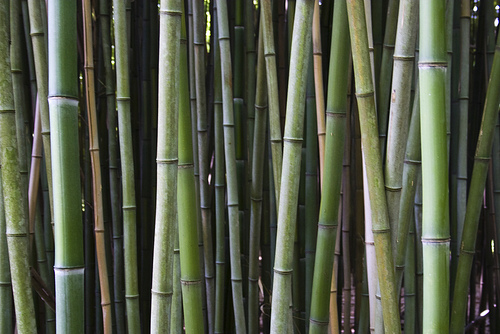 bamboo uses