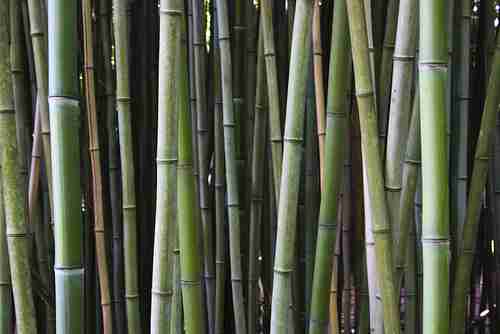 bamboo uses