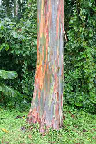 eucalyptus timber eucalyptus timber
